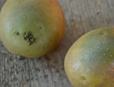 Tι κίνδυνος υπάρχει με τις πατάτες που «πρασινίζουν» (βίντεο)